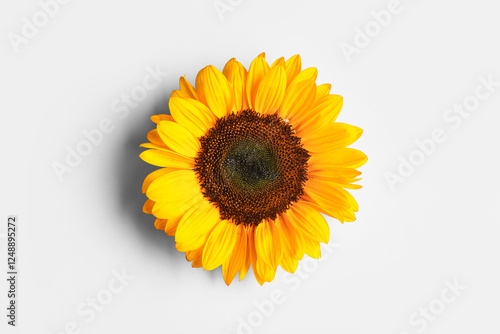 Beautiful sunflower on blue...