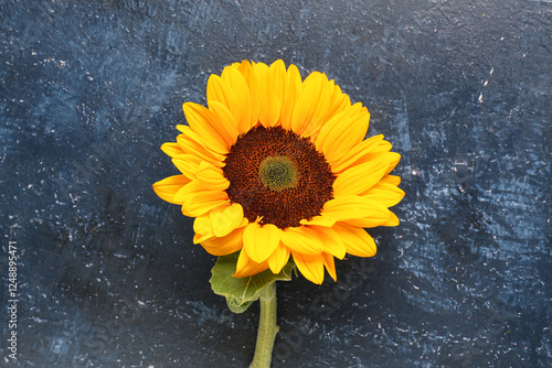 Beautiful sunflower on grun...