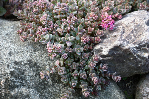 Fragment of the alpine hill. A magnificent combination of stones about a sedum.