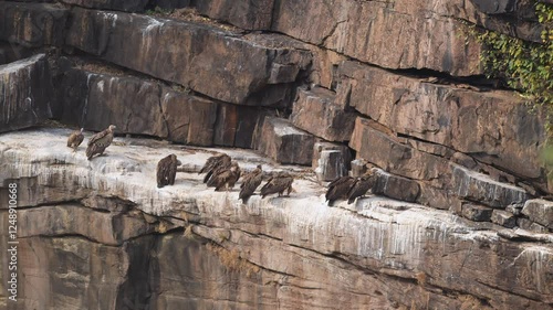 Flock of Himalayan griffon vulture or Gyps himalayensis flying landing and preening wings nesting site perched edge of cliff in winter season safari at panna national park forest madhya pradesh india