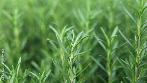 The green rosemary plant