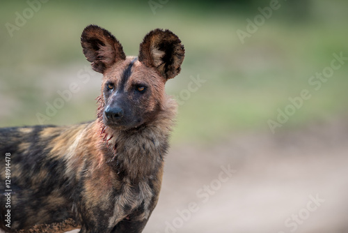 A portrait of a wild dog, Lycaon pictus.