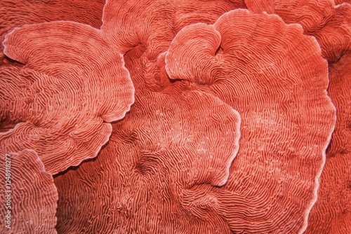 Fototapeta Naklejka Na Ścianę i Meble -  Organic texture of Elephant skin hard coral in trendy coral color as an abstract background