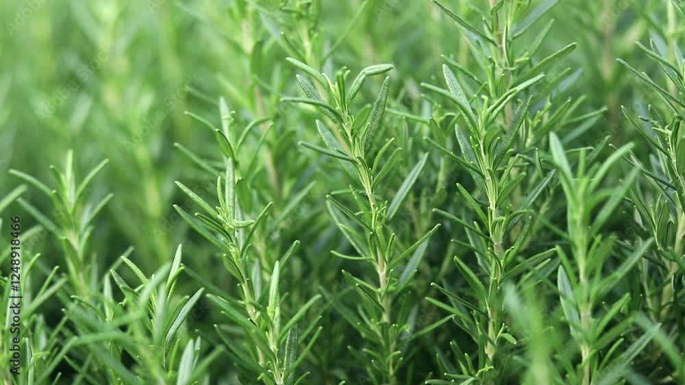 The green rosemary plant