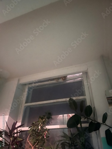 A playful photo taken in a hallway, where a curious cat peeks through the gap between the ceiling and the window. The cozy indoor setting adds warmth to the scene.