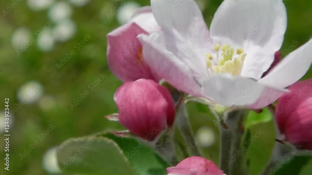 White flower and pink buds on blooming branch of Apple tree moved by wing on windy spring weather - close up, real time with zoom in. Topics: beauty of nature, vegetation, season, natural environment White flower and pink buds on blooming branch of Apple tree moved by wing on windy spring weather - close up, real time with zoom in. Topics: beauty of nature, vegetation, season, natural environment
