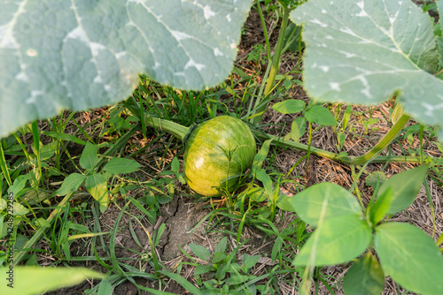 A young pumpkin fruit that has started to develop after pollination on the ground. photo