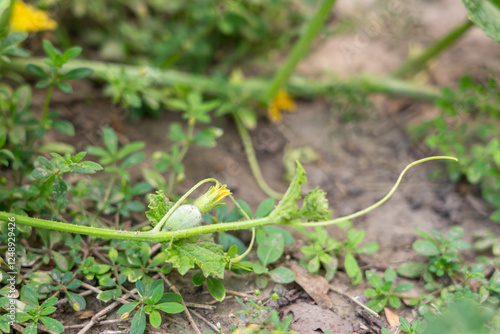 Foto Young female pumpkin flower on the side