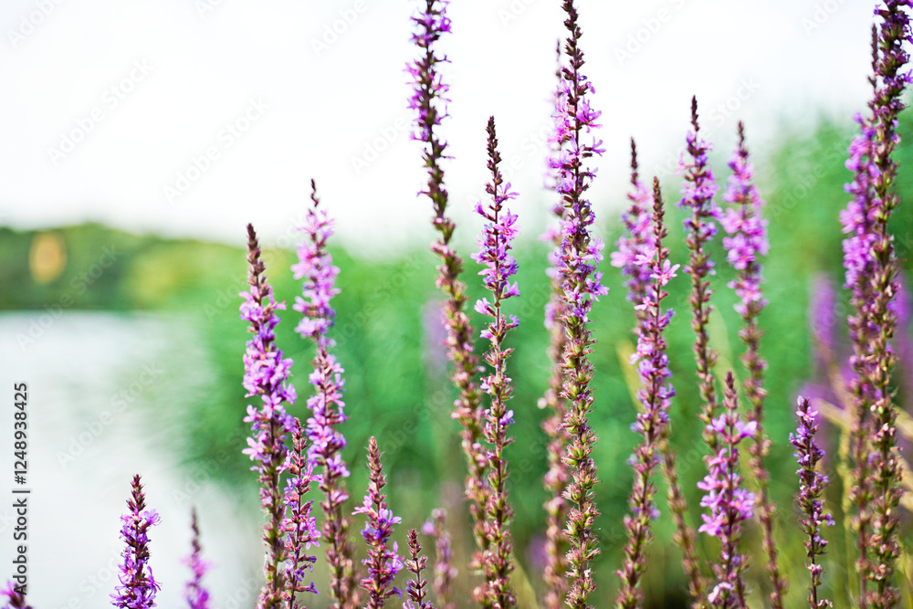 Fototapeta premium Free growing lavender by a lake