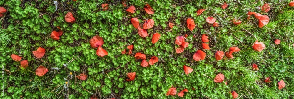 Fallen red petals on lush green grass creating a natural carpet effect Fallen red petals on lush green grass creating a natural carpet effect