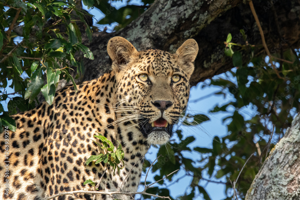 A close-up portrait of a male leopard, Panthera pardus. A close-up portrait of a male leopard, Panthera pardus.