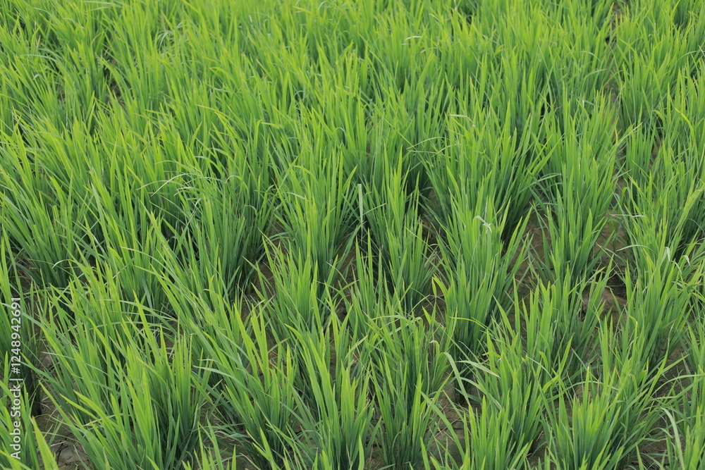 green rice field green rice field