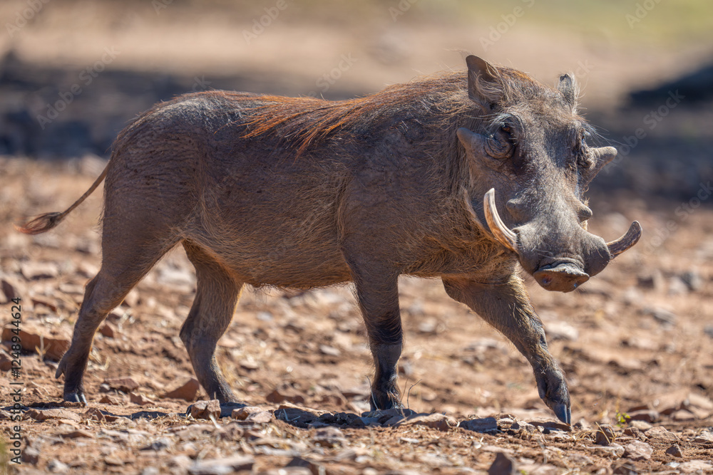 Fototapeta premium Common warthog crossing rocky ground in sunshine