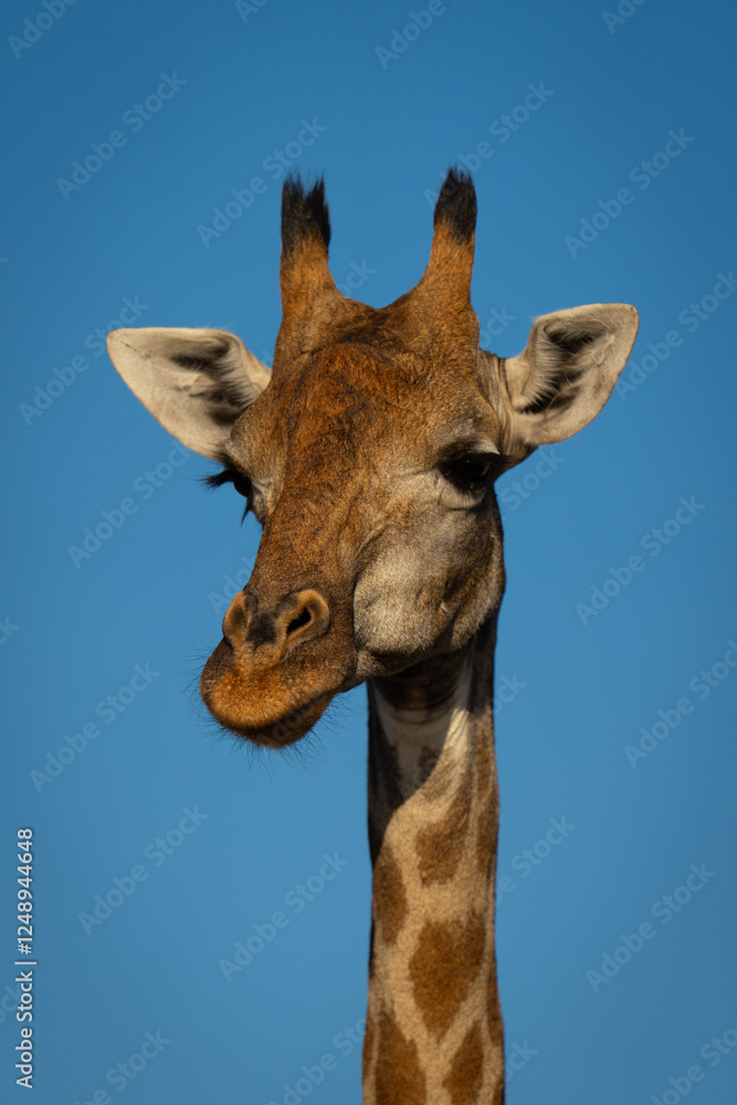 Close-up of southern giraffe under clear sky Close-up of southern giraffe under clear sky