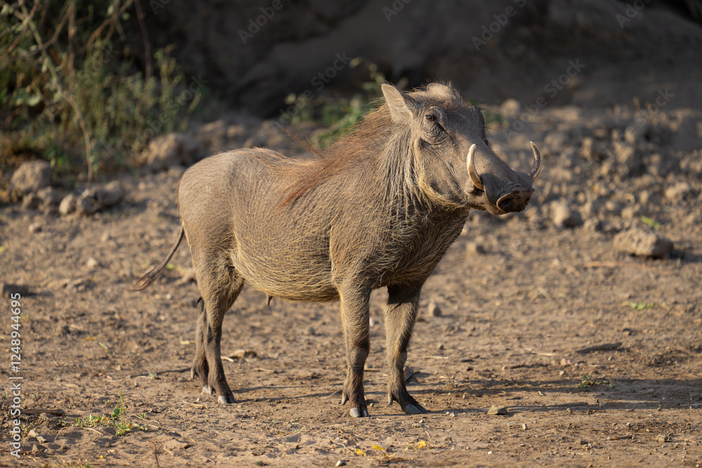 Fototapeta premium Common warthog stands among stones watching camera