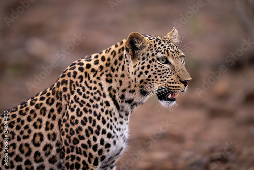 Close-up of female leopard sitting opening mouth photo