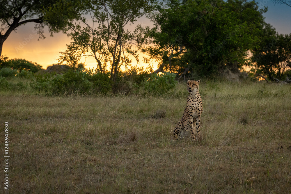 A male cheetah, Acinonyx jubatus, alert and looking around, sitting in a clearing at sunset. A male cheetah, Acinonyx jubatus, alert and looking around, sitting in a clearing at sunset.