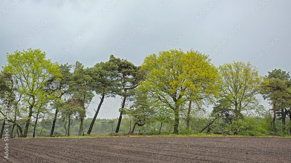 Obraz premium farm fields and forest in spring under a dark cloudy sky near Turnhout, Flanders, Belgium 