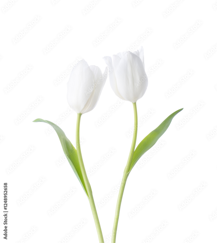 Two white Tulips isolated on white background.
