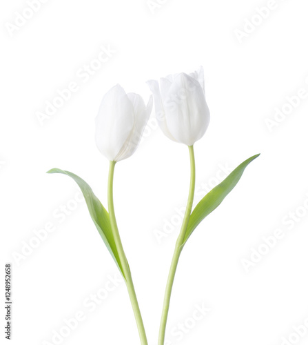 Obraz na płótnie Two white Tulips isolated on white background. w salonie