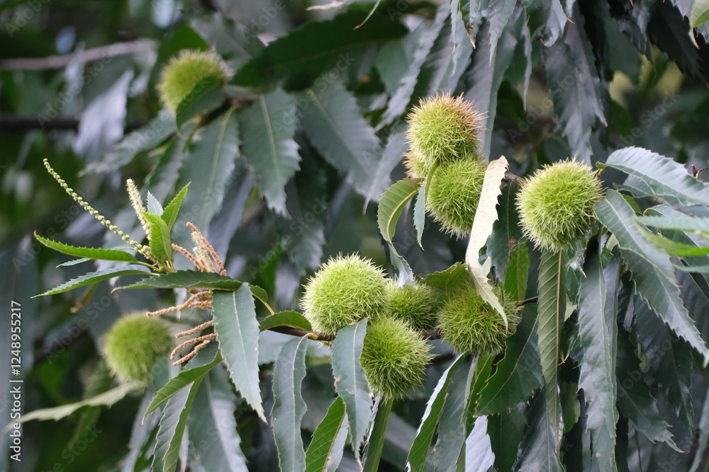 Close up of sweet chestnut (Castanea sativa), also known as the Spanish chestnut on tree Close up of sweet chestnut (Castanea sativa), also known as the Spanish chestnut on tree