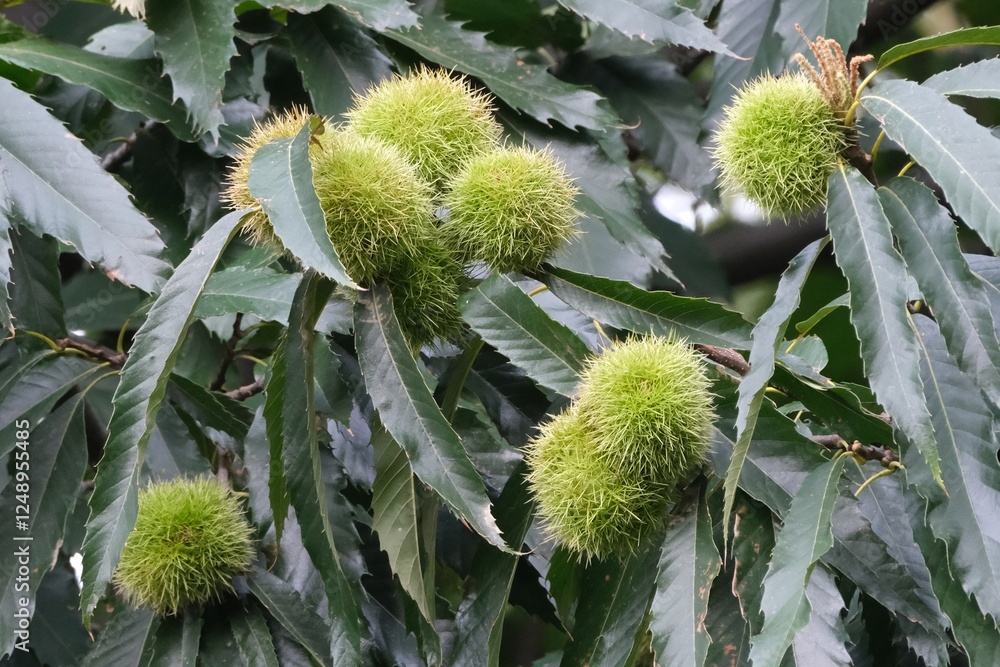 Close up of sweet chestnut (Castanea sativa), also known as the Spanish chestnut on tree