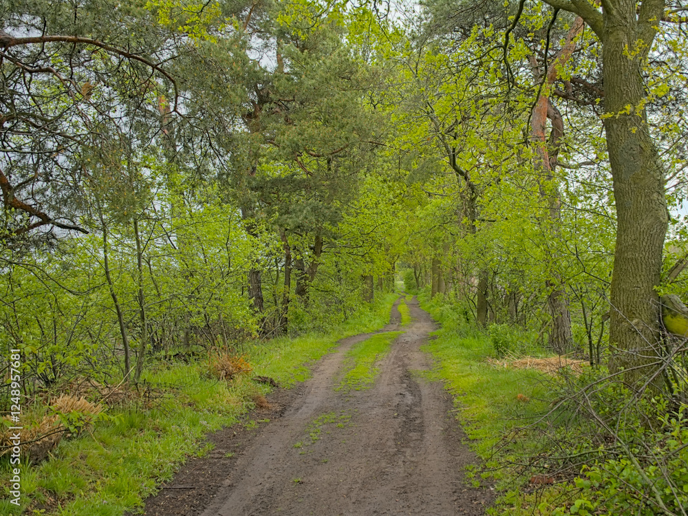 Obraz premium Dirt road between fresh green spring trees in Turnhoutse vennen nature reserve. Turnhout, Flanders, Belgium