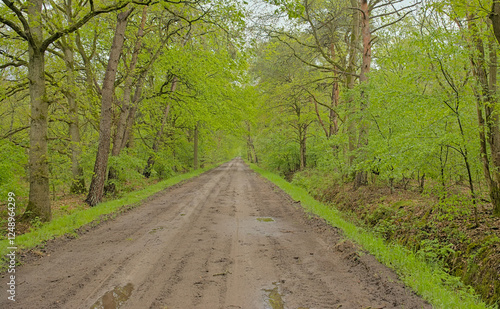 Dirt road between fresh green spring trees in Turnhoutse vennen nature reserve. Turnhout, Flanders, Belgium  photo