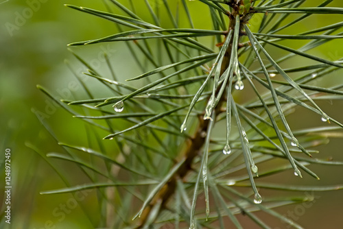 Detail of a pine tree with long green needlees with rain drops  in springtime in Turnhoutse vennen nature reserve - pinus  photo