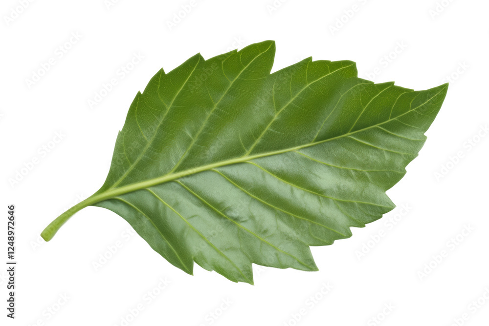 Obraz premium Natural green leaf botanical study outdoors isolated on transparent background