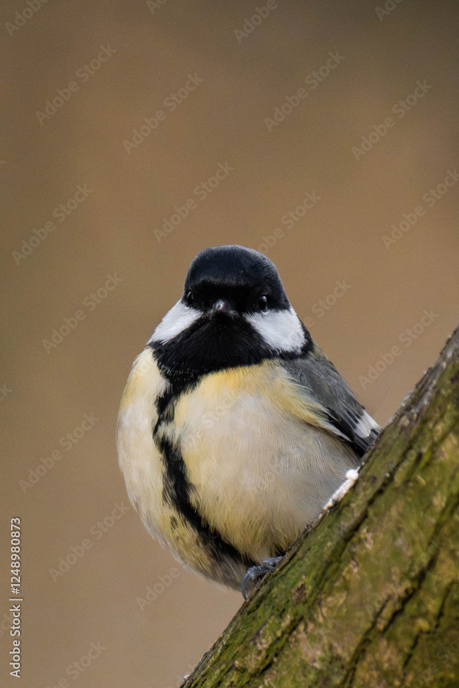 Great tit (Parus major) on a tree branch. Great tit (Parus major) on a tree branch.