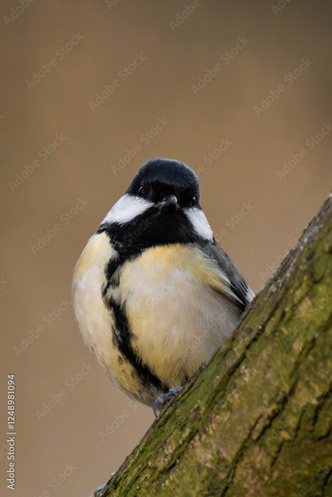 Great tit (Parus major) on a tree branch. Great tit (Parus major) on a tree branch.