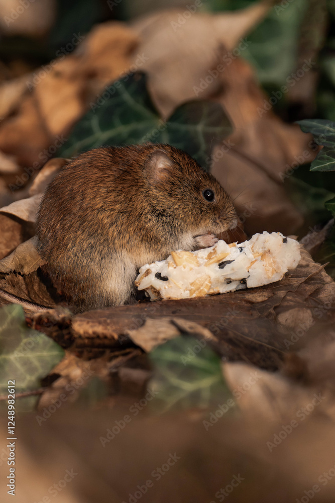 Bank vole (Clethrionomys glareolus) sitting on the ground with some food from a bird feeder. Bank vole (Clethrionomys glareolus) sitting on the ground with some food from a bird feeder.