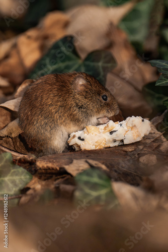 Bank vole (Clethrionomys glareolus) sitting on the ground with some food from a bird feeder. photo