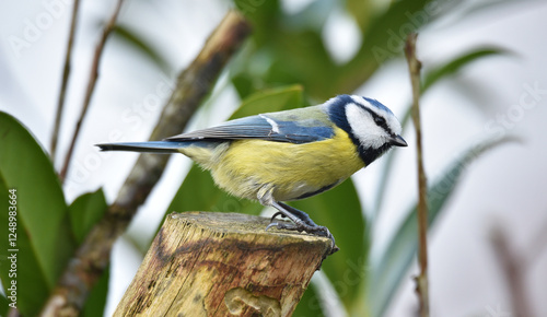 Blaumeise auf einem Ast im Kirschlorbeer photo