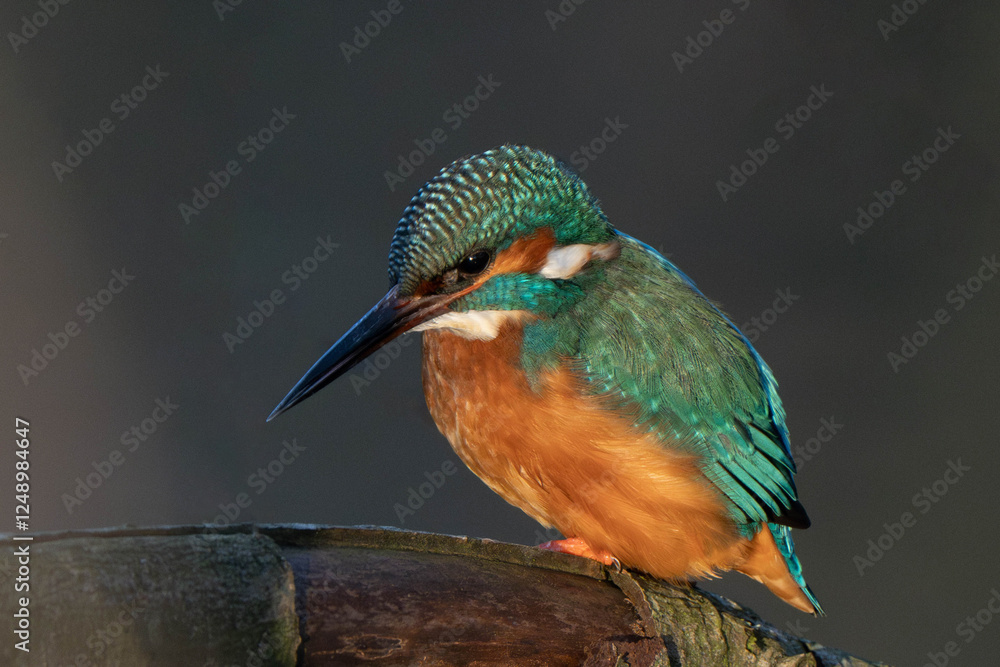 Common kingfisher (Alcedo atthis), also known as the Eurasian kingfisher and river kingfisher sitting on a tree branch. Common kingfisher (Alcedo atthis), also known as the Eurasian kingfisher and river kingfisher sitting on a tree branch.