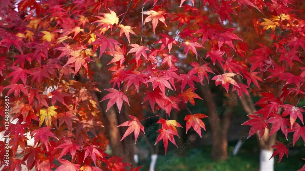Close-up of vibrant red maple leaves showcasing autumn colors in a serene garden setting Close-up of vibrant red maple leaves showcasing autumn colors in a serene garden setting