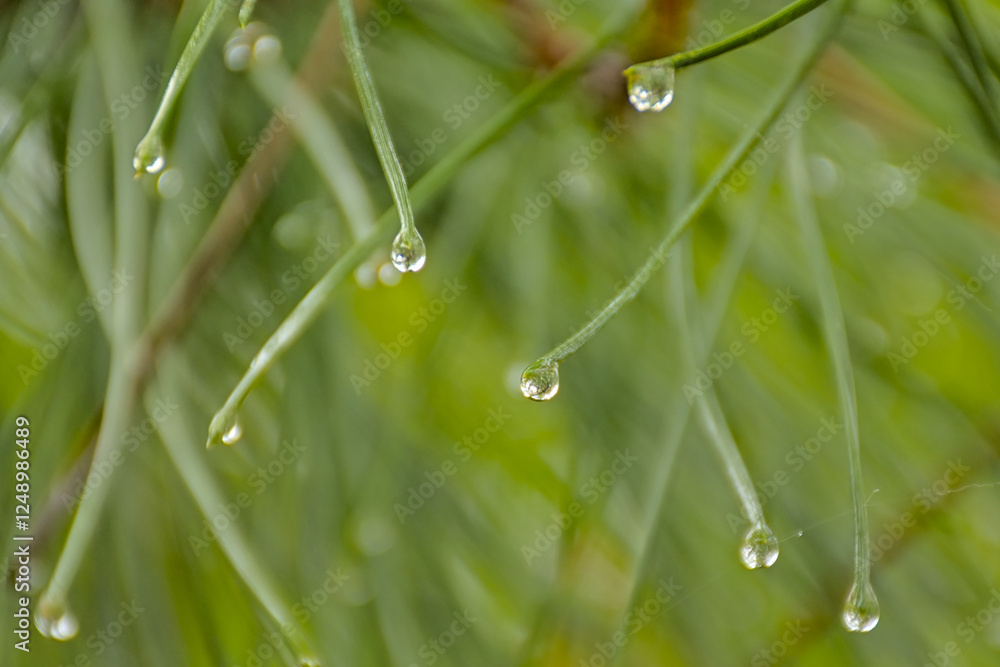 macro of pine needles woth rain drops macro of pine needles woth rain drops
