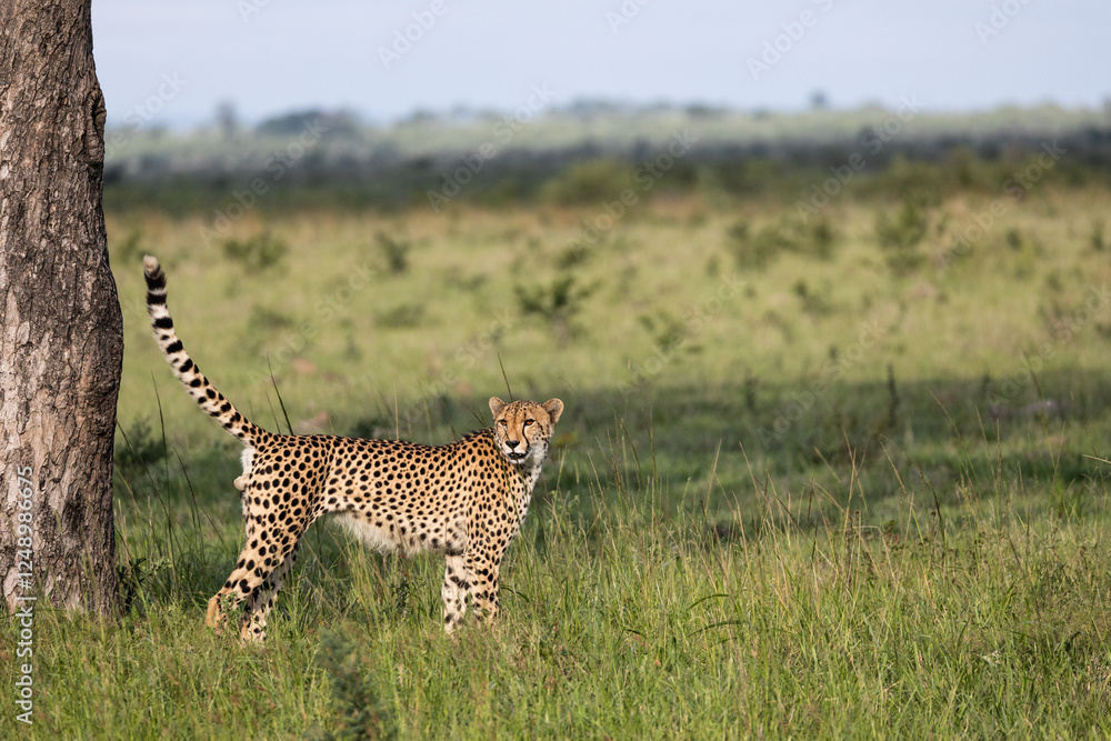 Cheetah, Acinonyx jubatus, scent marking. Cheetah, Acinonyx jubatus, scent marking.