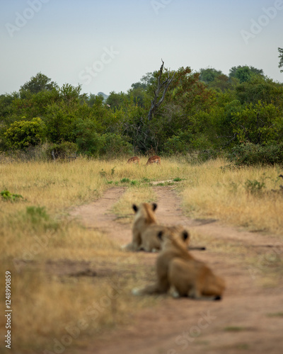 Two lions, Panthera leo, lying on a dirt track, hunting,  watching impalas grazing in the distance. photo