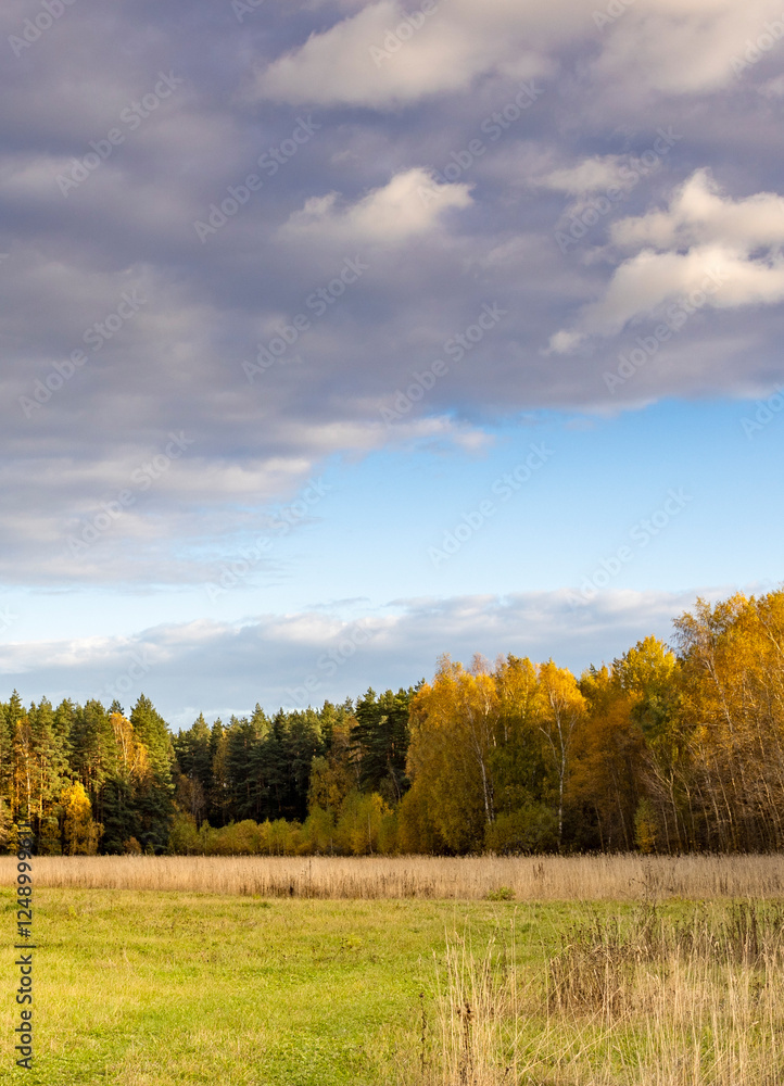 Field of grass with trees in the background Field of grass with trees in the background
