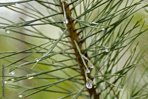 Detail of a pine tree with long green needlees with rain drops  in springtime in Turnhoutse vennen nature reserve - pinus  photo