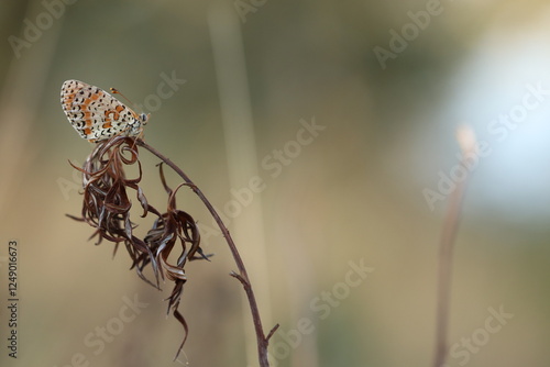 una farfalla melitaea al tramonto photo