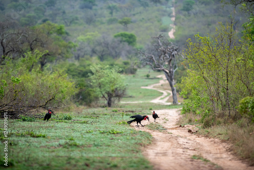 Ground Hornbills, Bucorvus leadbeateri, looking for food. photo