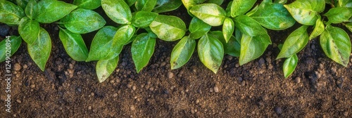 Fresh green plants with lush leaves growing in rich brown soil in a garden setting
