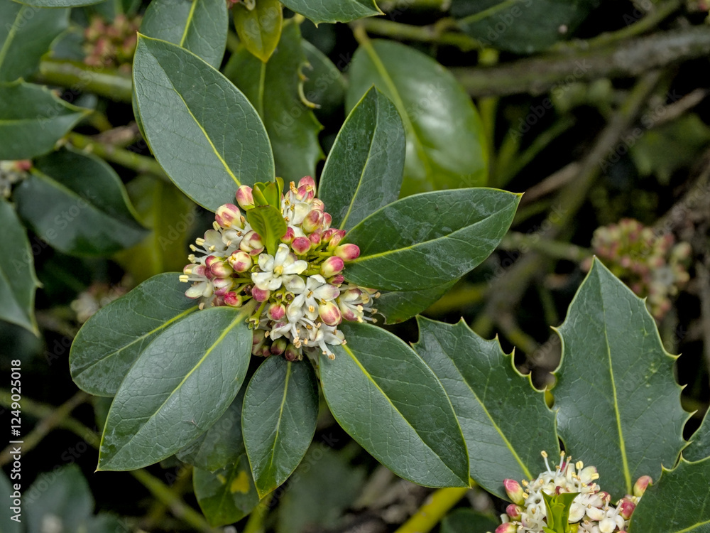 Flowering european holly plant in spring. - - Ilex aquifolium Flowering european holly plant in spring. - - Ilex aquifolium