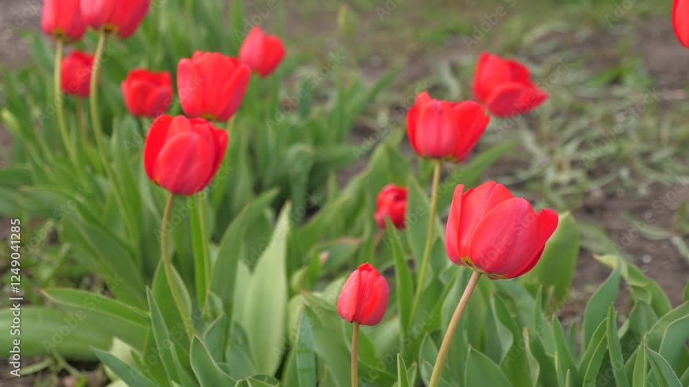 red tulips garden. Agriculture. growing flowers. farming. flower business. Field lots growth sunny botany holland large daytime breezy. glory scene femininity springtime multi latina landmark kings.