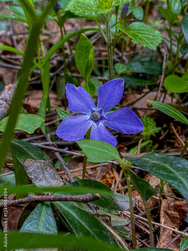 Blue Periwinkle flower (Vinca minor) in the forest Blue Periwinkle flower (Vinca minor) in the forest
