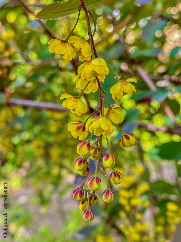 Flowers of the common barberry (Berberis vulgaris) Flowers of the common barberry (Berberis vulgaris)