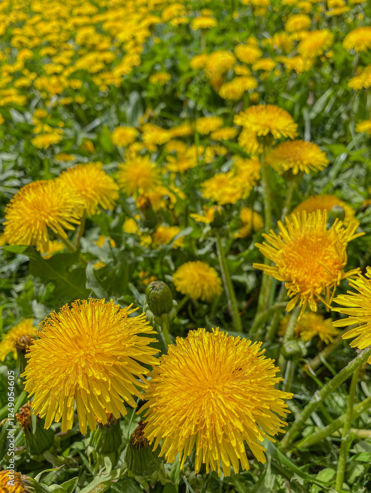 Yellow dandelion flowers on a green meadow in spring Yellow dandelion flowers on a green meadow in spring